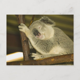 Australien, Queensland, Brisbane. Feigenbaum Postkarte