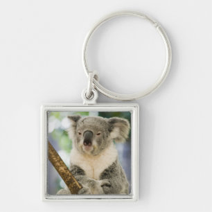 Australien, Queensland, Brisbane, Feigenbaum Schlüsselanhänger