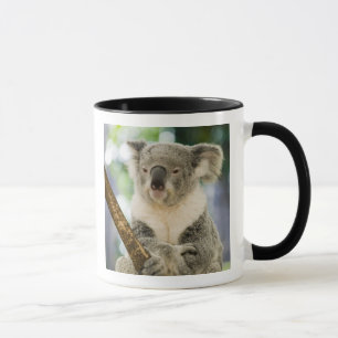 Australien, Queensland, Brisbane, Feigenbaum Tasse