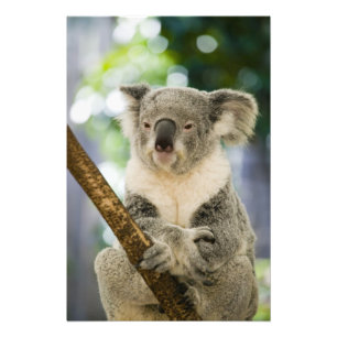 Australien, Queensland, Brisbane, Fig Tree Fotodruck