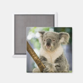 Australien, Queensland, Brisbane, Fig Tree Magnet (Vorderseite/Rückseite)