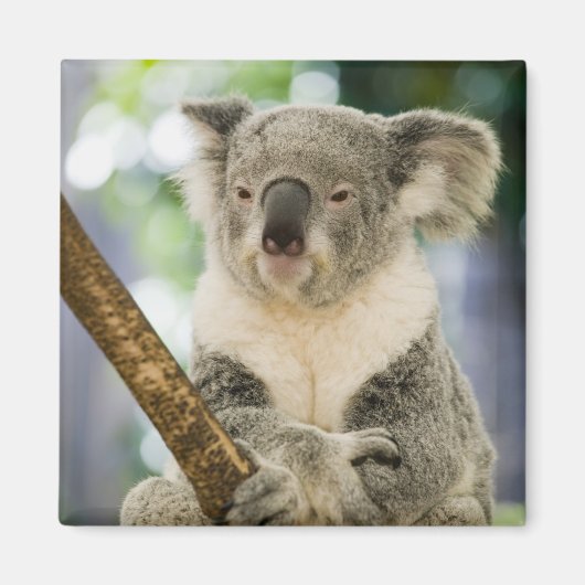 Australien, Queensland, Brisbane, Fig Tree Magnet (Vorne)