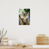 Australien, Queensland, Brisbane, Fig Tree Poster (Küche)