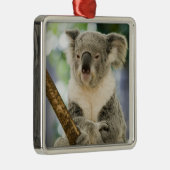 Australien, Queensland, Brisbane, Fig Tree Silbernes Ornament (Rechts)