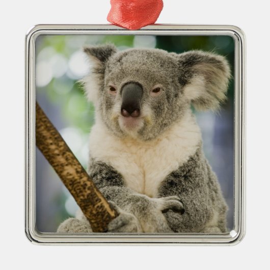 Australien, Queensland, Brisbane, Fig Tree Silbernes Ornament (Vorne)