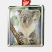 Australien, Queensland, Brisbane, Fig Tree Silbernes Ornament (Links)