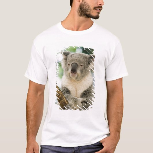 Australien, Queensland, Brisbane, Fig Tree T-Shirt (Vorderseite)