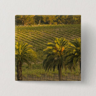 Australien, Südaustralien, Barossa Valley, Button