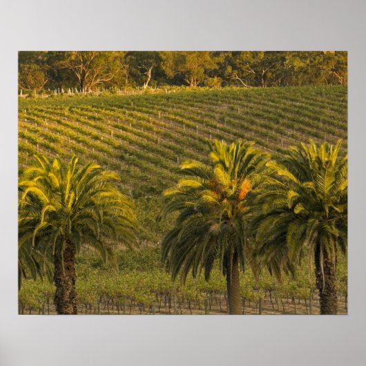 Australien, Südaustralien, Barossatal, Poster (Vorne)