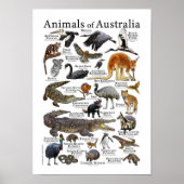 Australien Tierdiagramm Poster (Vorne)