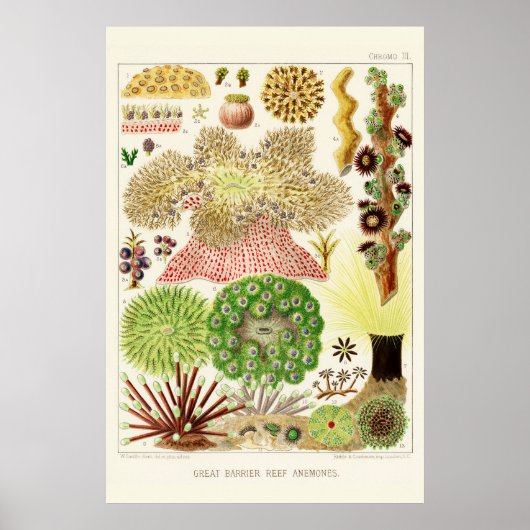 Australien Vintag Great Barrier Reef Poster (Vorne)