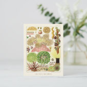 Australien Vintag Great Barrier Reef Poster Postkarte (Stehend Vorderseite)