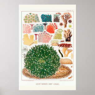Australien Vintage Great Barrier Reef Koralle Poster