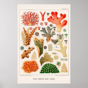 Australien Vintage Great Barrier Reef Koralle Poster
