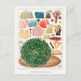 Australien Vintage Great Barrier Reef Korallen Pos Postkarte