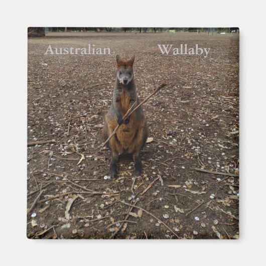 Australien Wallaby Eating Sticks, Fridge Magnet (Vorne)