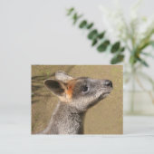 Australien - Wallaby Postcard Postkarte (Stehend Vorderseite)