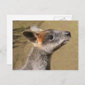 Australien - Wallaby Postcard Postkarte (Vorne/Hinten)