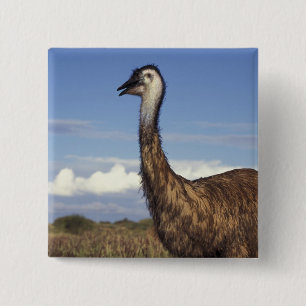 Australien, Westaustralien. Emu (Dromaius Button