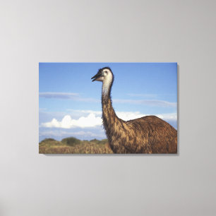 Australien, Westaustralien. Emu (Dromaius Leinwanddruck