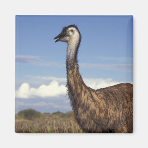 Australien, Westaustralien. Emu (Dromaius Magnet