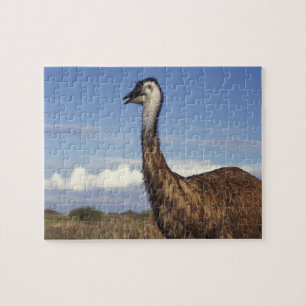 Australien, Westaustralien. Emu (Dromaius Puzzle