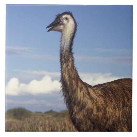 Australien, Western Australien. Emu (Dromaius Fliese (Vorderseite)