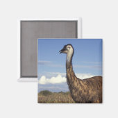 Australien, Western Australien. Emu (Dromaius Magnet (Vorderseite/Rückseite)
