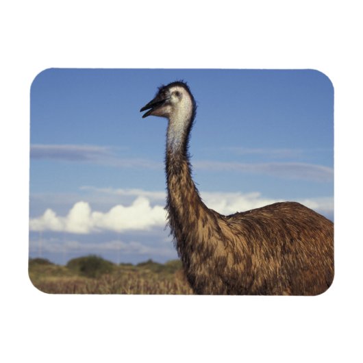 Australien, Western Australien. Emu (Dromaius Magnet (Horizontal)