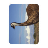 Australien, Western Australien. Emu (Dromaius Magnet (Vertikal)