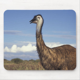Australien, Western Australien. Emu (Dromaius Mousepad