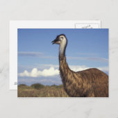 Australien, Western Australien. Emu (Dromaius Postkarte (Vorne/Hinten)