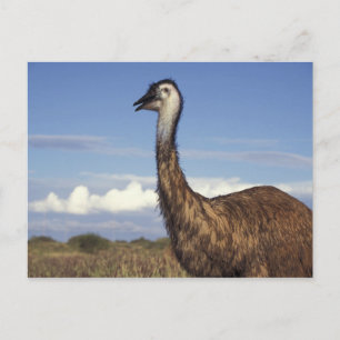 Australien, Western Australien. Emu (Dromaius Postkarte