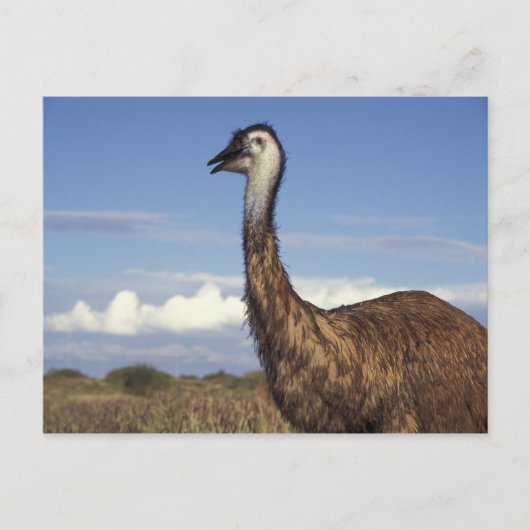 Australien, Western Australien. Emu (Dromaius Postkarte (Vorderseite)