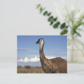 Australien, Western Australien. Emu (Dromaius Postkarte (Stehend Vorderseite)