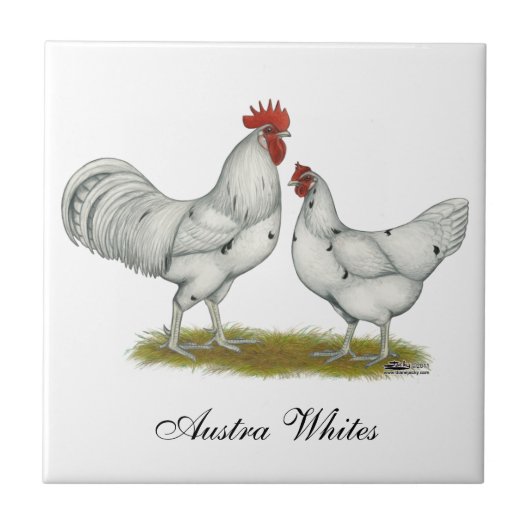 Australien White Chickens Fliese (Vorderseite)