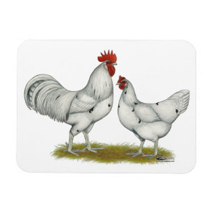 Australien White Chickens Magnet