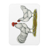 Australien White Chickens Magnet (Vertikal)