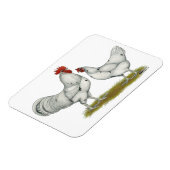 Australien White Chickens Magnet (Linke Seite)