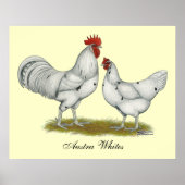 Australien White Chickens Poster (Vorne)