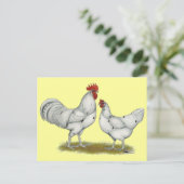 Australien White Chickens Postkarte (Stehend Vorderseite)