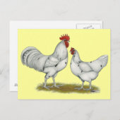 Australien White Chickens Postkarte (Vorne/Hinten)