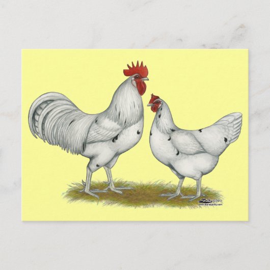 Australien White Chickens Postkarte (Vorderseite)