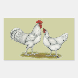 Australien White Chickens Rechteckiger Aufkleber