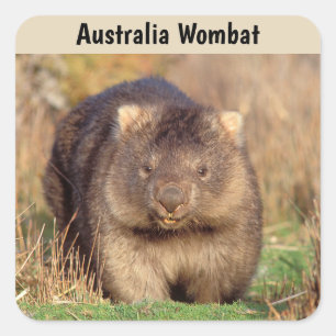 Australien Wombat Quadratischer Aufkleber