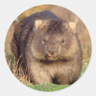 Australien Wombat Runder Aufkleber