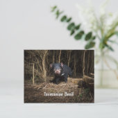Australiens Tasmanischer Teufel Postkarte (Stehend Vorderseite)