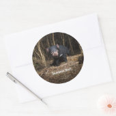 Australiens Tasmanischer Teufel Runder Aufkleber (Umschlag)