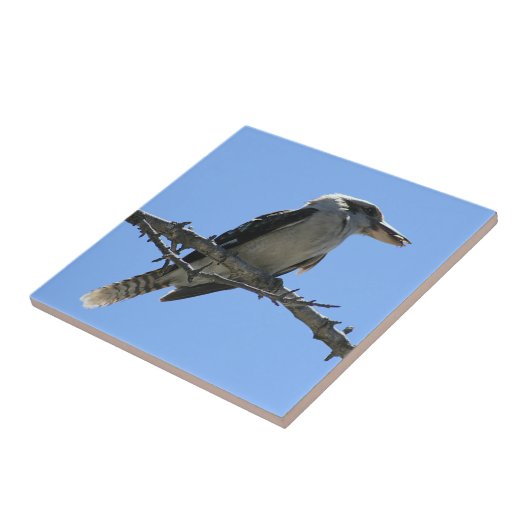 Australier Kookaburra Fliese (Seite)