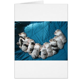 Australier lassen mich lächeln